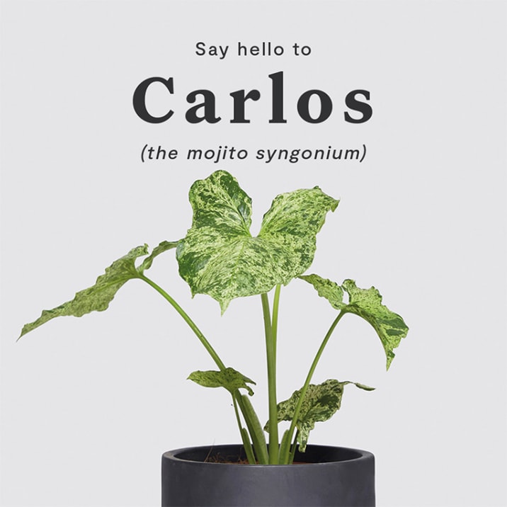 Studio shot of Carlos, the mojito syngonium